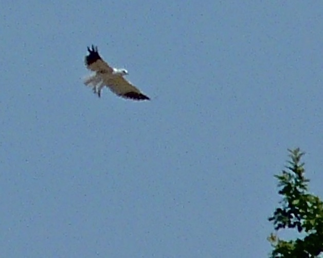 black-shouldered kite